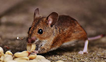 24 Hour & Emergency Exterminators in Chicopee, MA